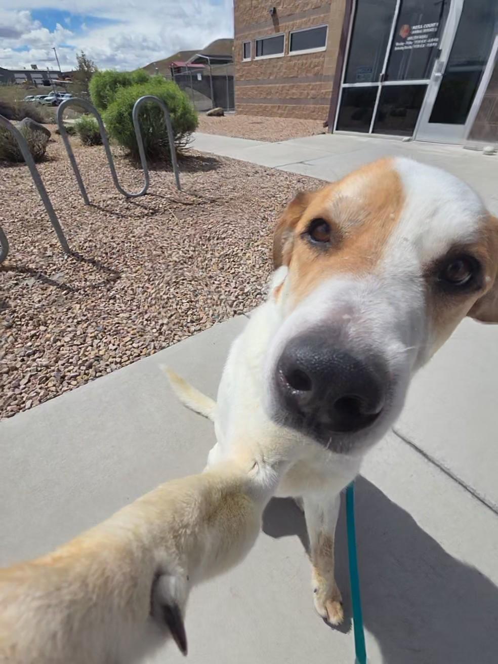 Oswald (Oz), Adoptable, Adult Male Labrador Retriever & Mixed Breed.