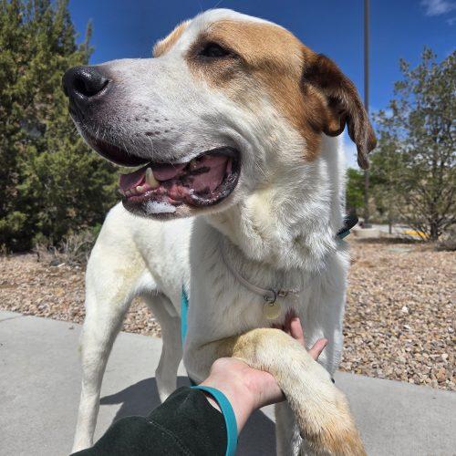 Oswald (Oz), Adoptable, Adult Male Labrador Retriever & Great Pyrenees.
