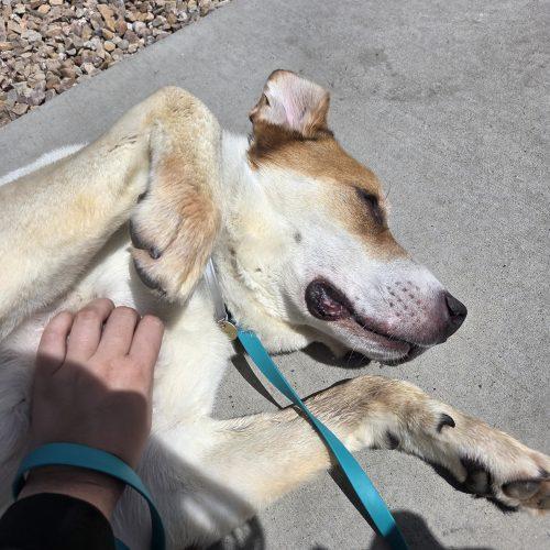 Enlarge Oswald (Oz), a Adoptable mixed breed in Grand Junction, CO image 3/5