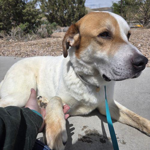 Enlarge Oswald (Oz), a Adoptable mixed breed in Grand Junction, CO image 4/5