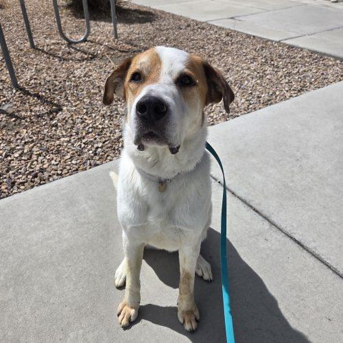 Enlarge Oswald (Oz), a Adoptable mixed breed in Grand Junction, CO image 5/5