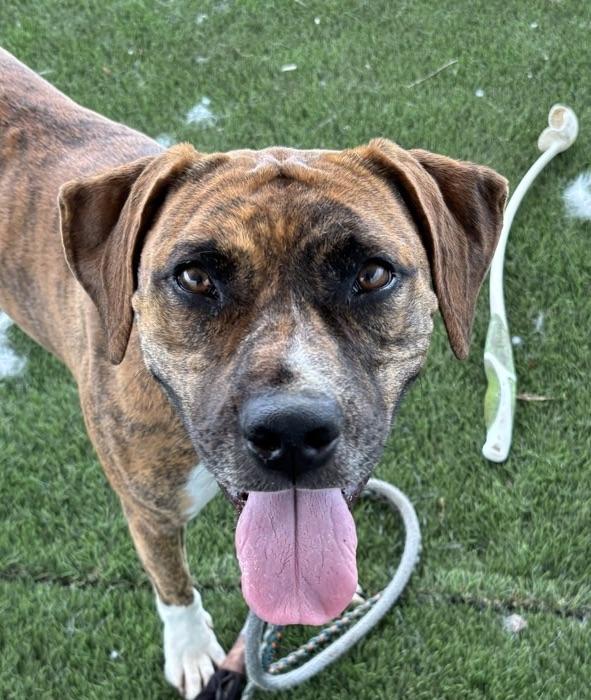 Enlarge Kali, a Adoptable Mixed Breed in Georgetown, TX image 4/6