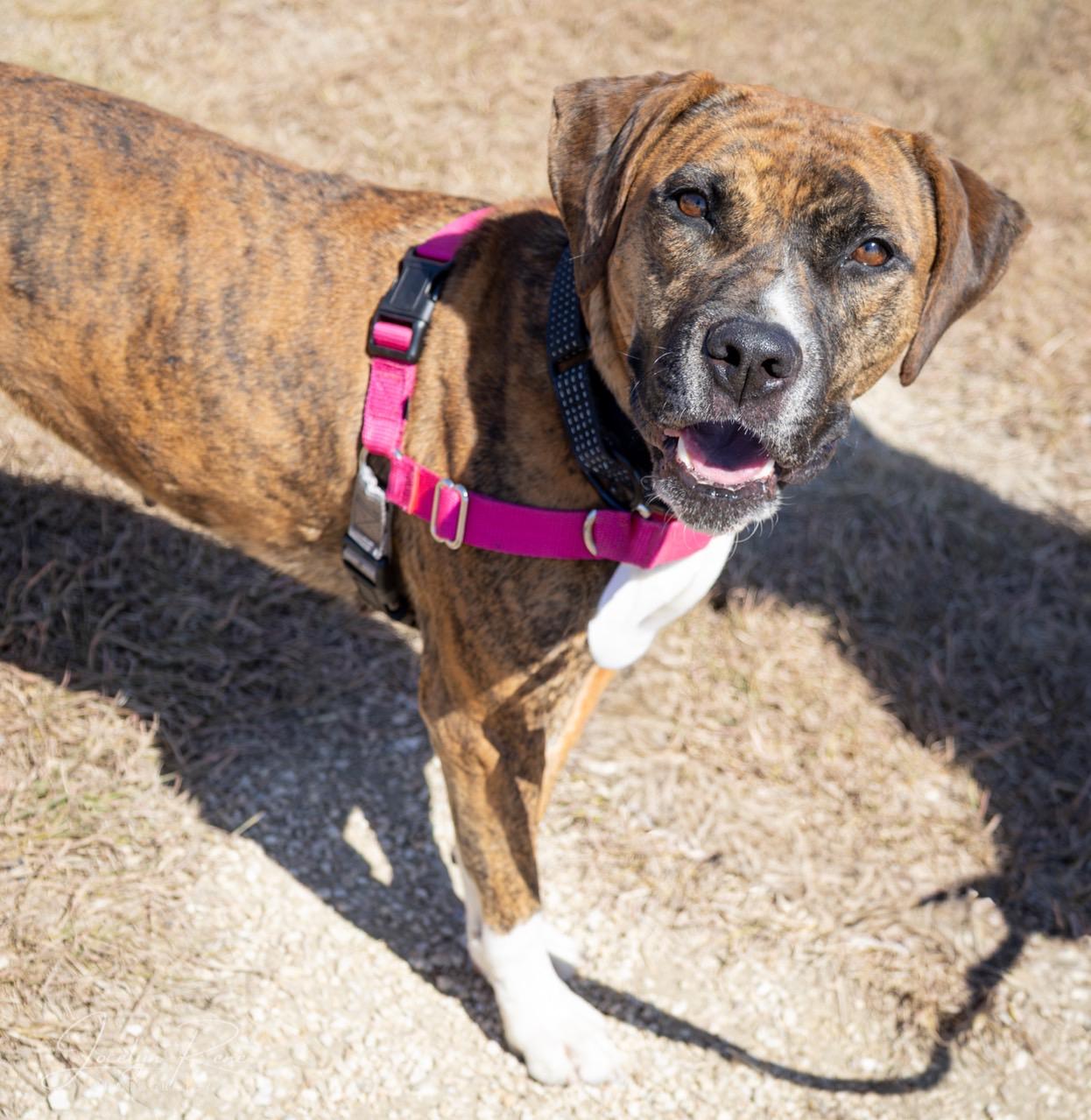 Enlarge Kali, a Adoptable Mixed Breed in Georgetown, TX image 3/6