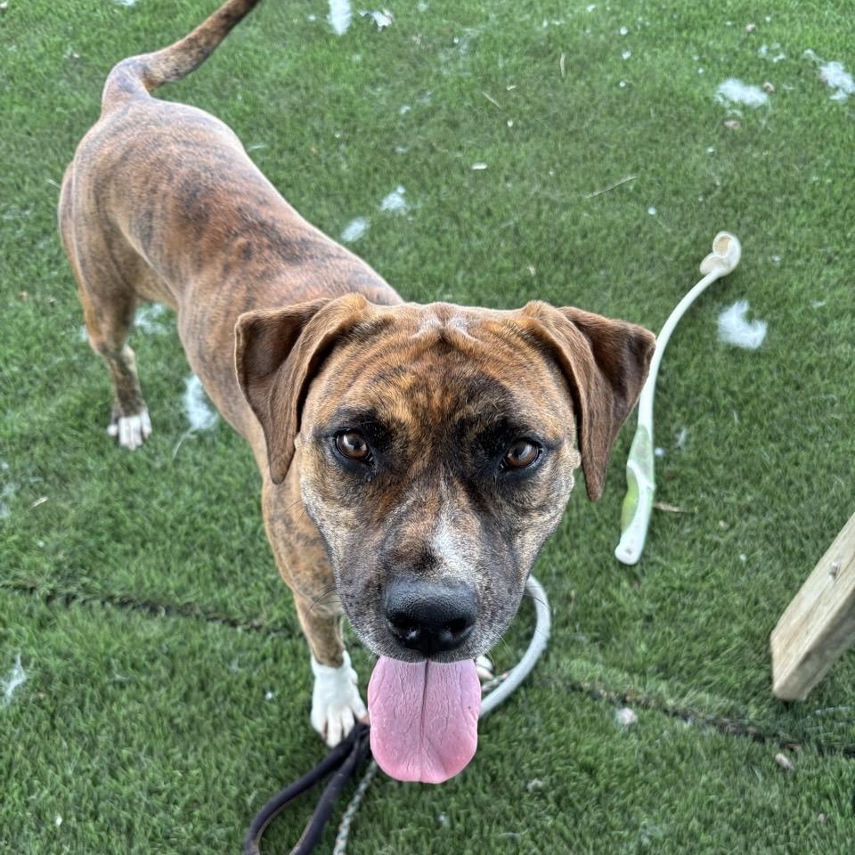 Enlarge Kali, a Adoptable Mixed Breed in Georgetown, TX image 5/6