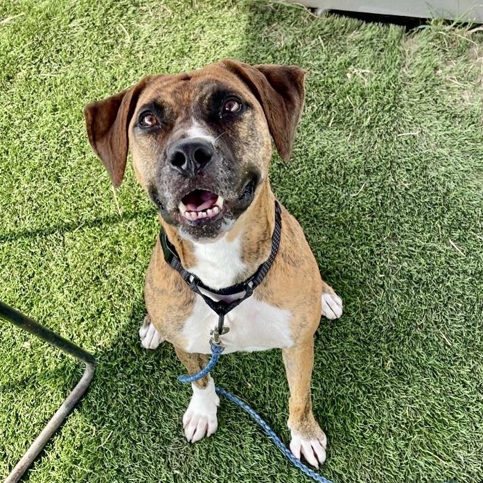 Enlarge Kali, a Adoptable Mixed Breed in Georgetown, TX image 2/6