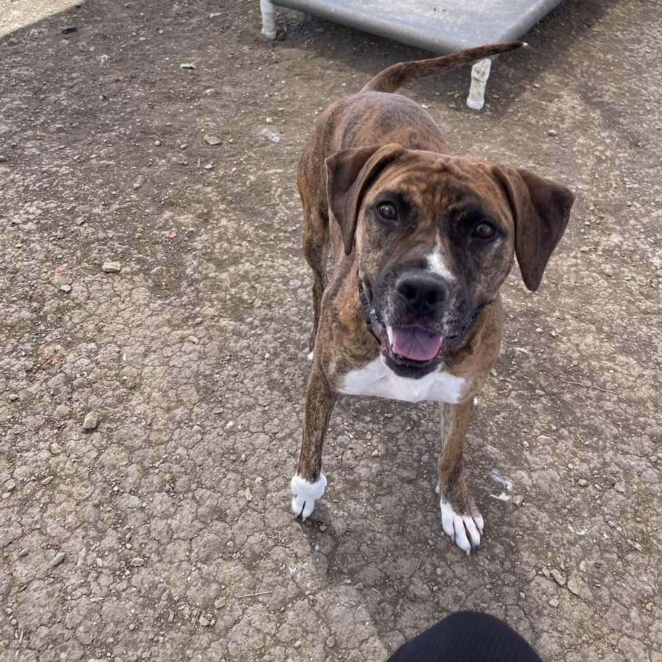 Enlarge Kali, a Adoptable Mixed Breed in Georgetown, TX image 6/6