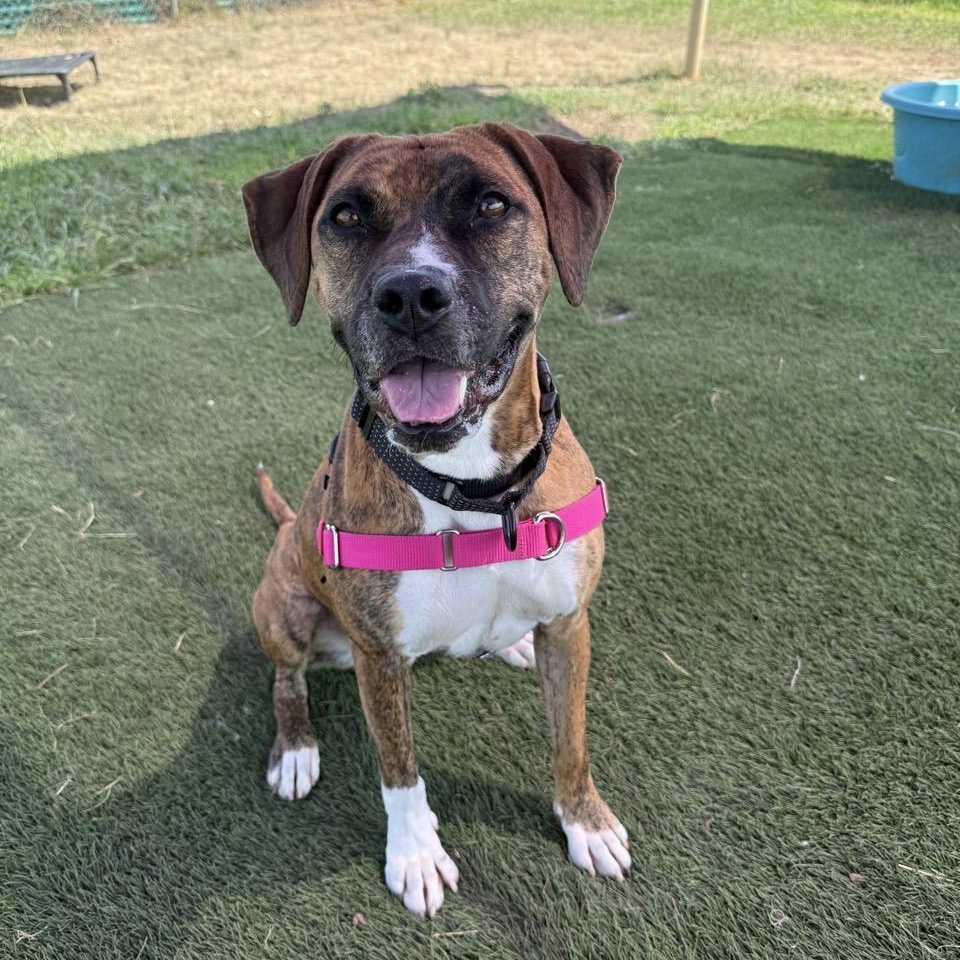 Enlarge Kali, a Adoptable Mixed Breed in Georgetown, TX image 1/6