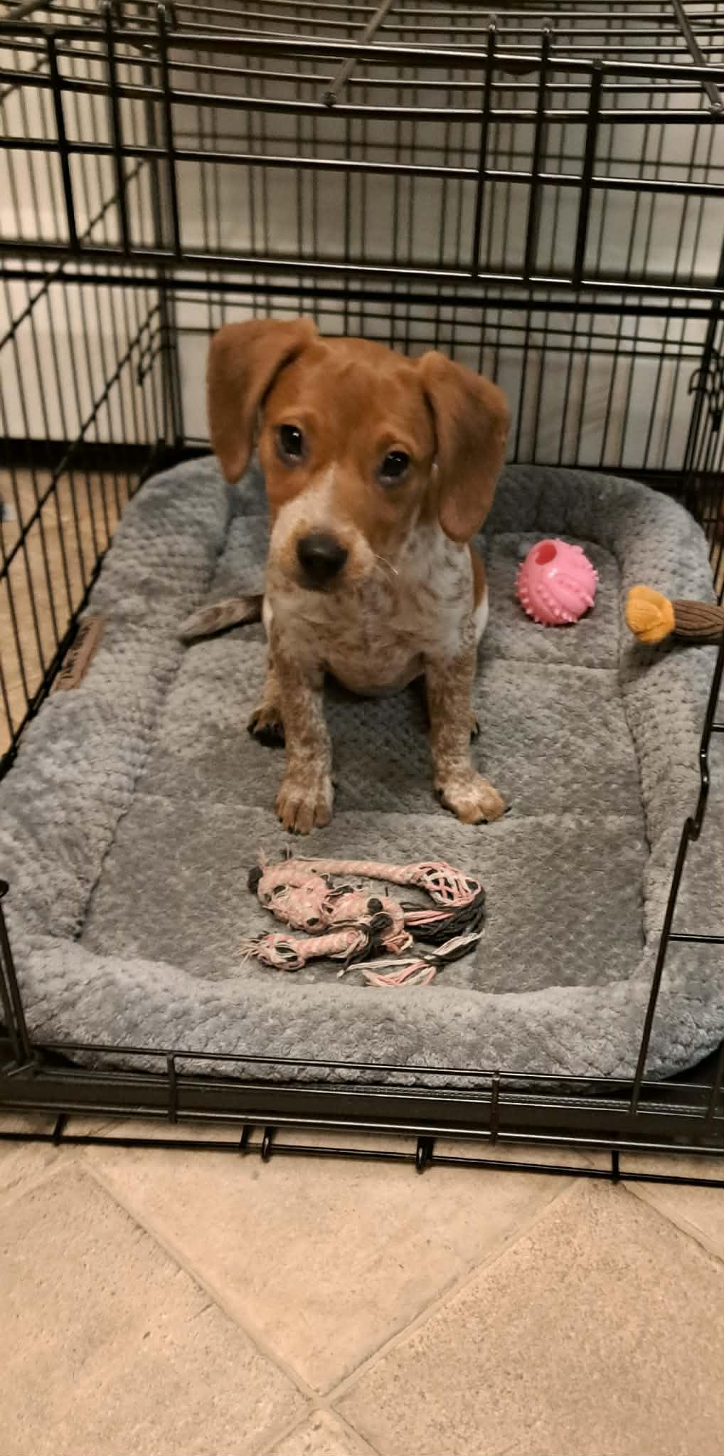 AFFECTION, Adoptable, Young Female Bluetick Coonhound.