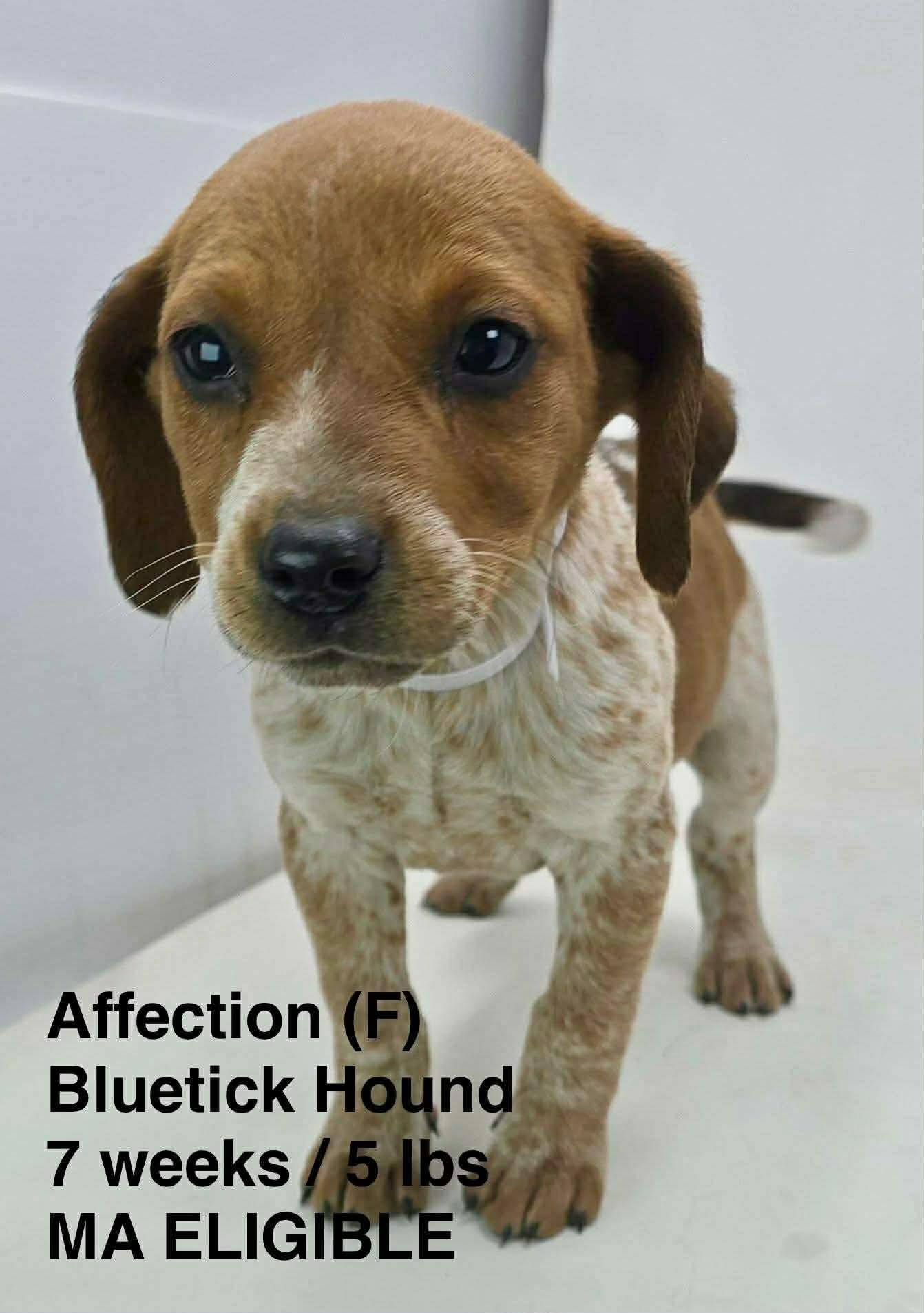 Enlarge AFFECTION, a Adoptable Bluetick Coonhound in Pomfret Center, CT image 1/1