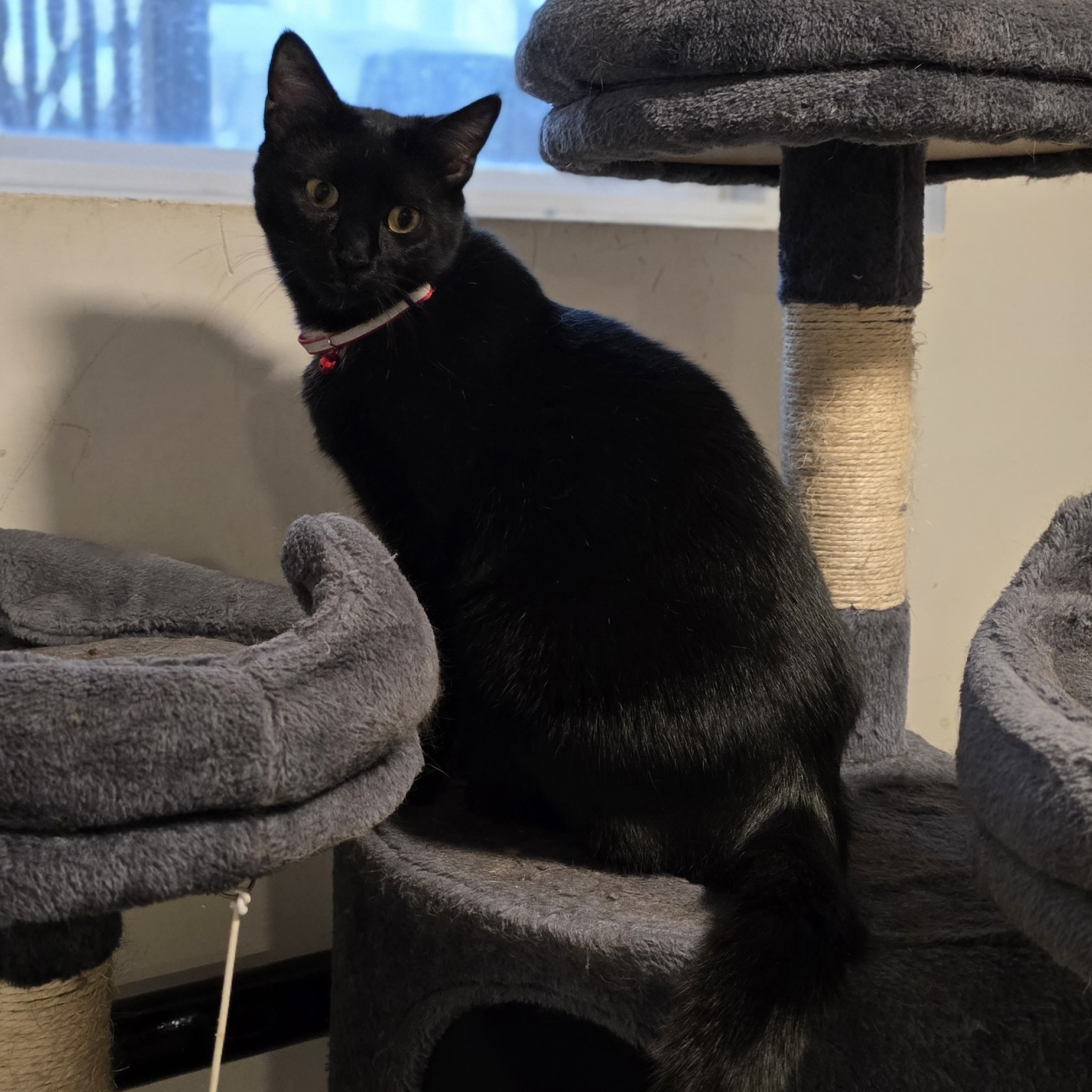 Enlarge Iago, a Adoptable Domestic Short Hair in North Bergen, NJ image 1/2