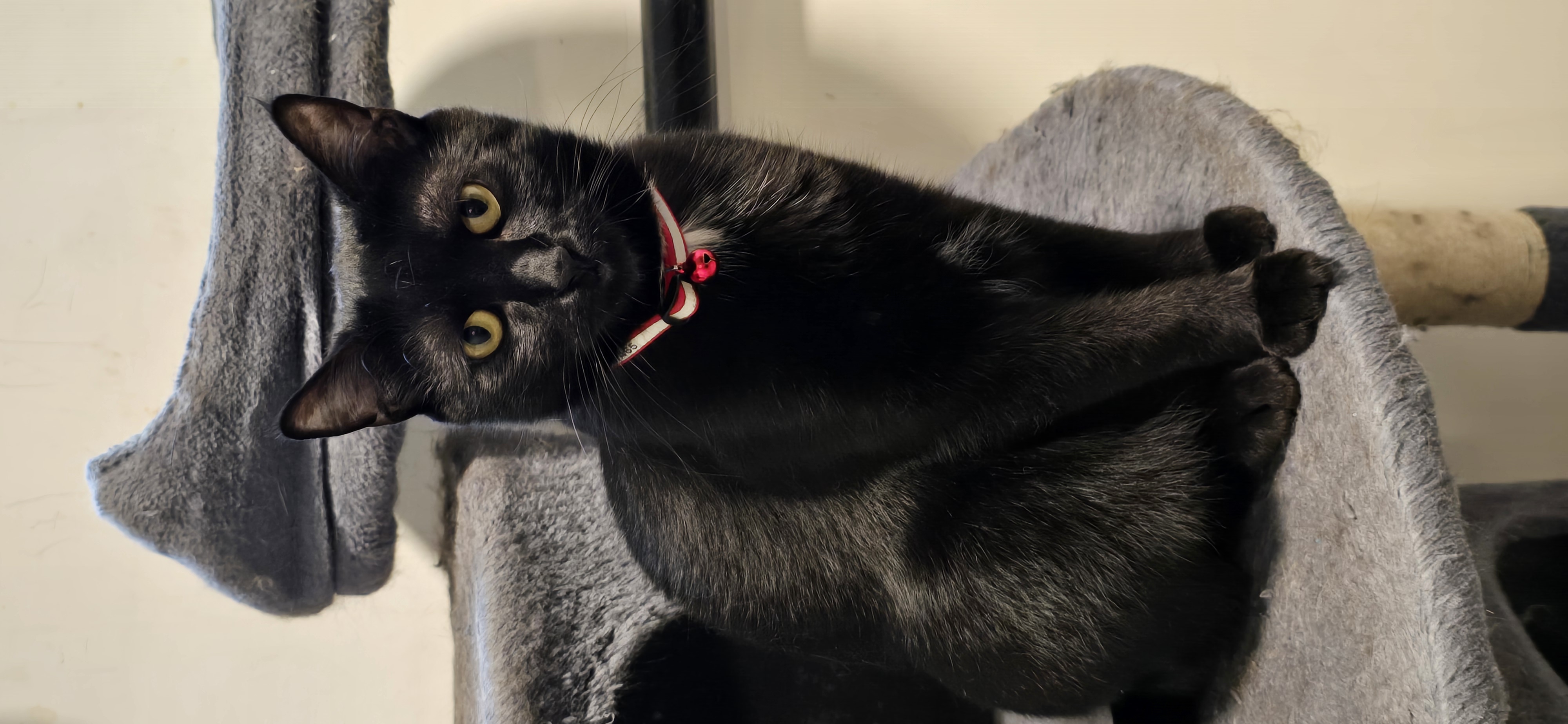 Enlarge Iago, a Adoptable Domestic Short Hair in North Bergen, NJ image 2/2