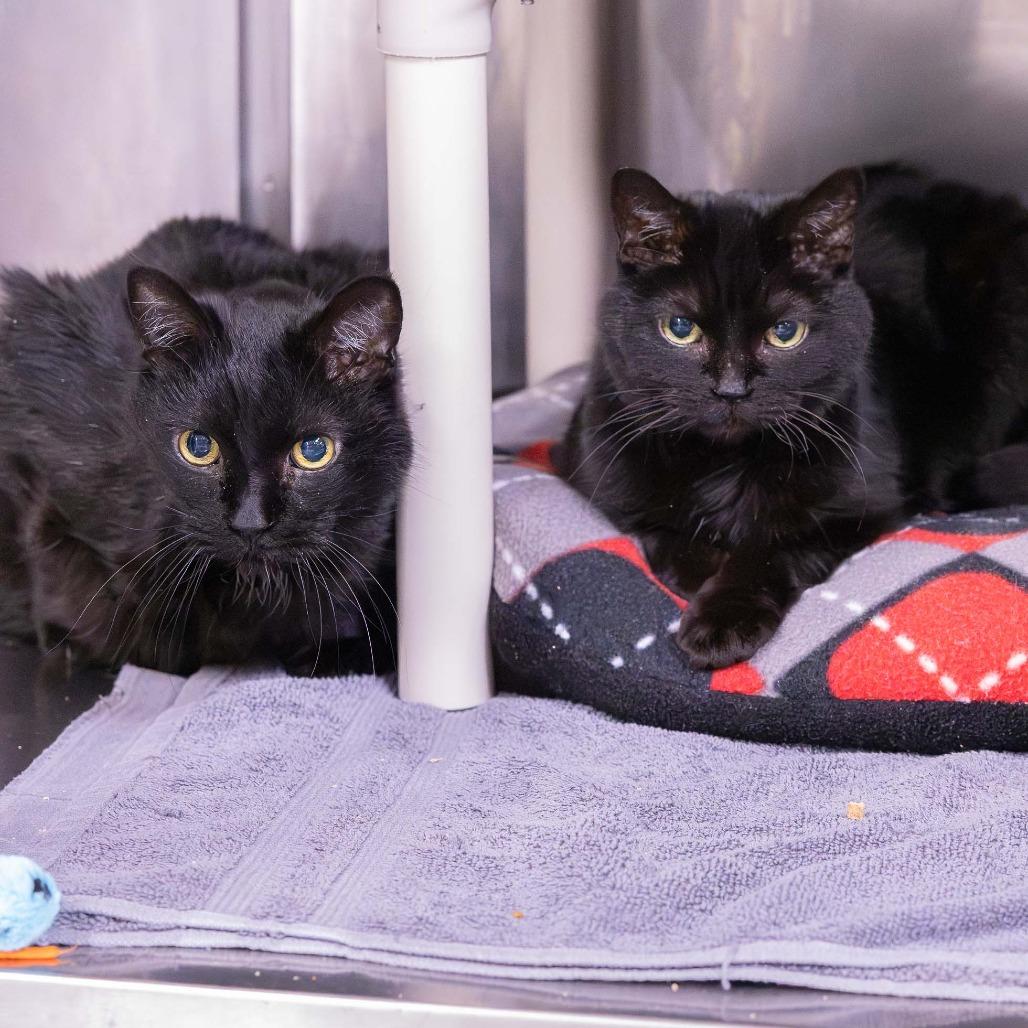 Enlarge Ash, a Adoptable Domestic Short Hair in Mentor, OH image 2/2