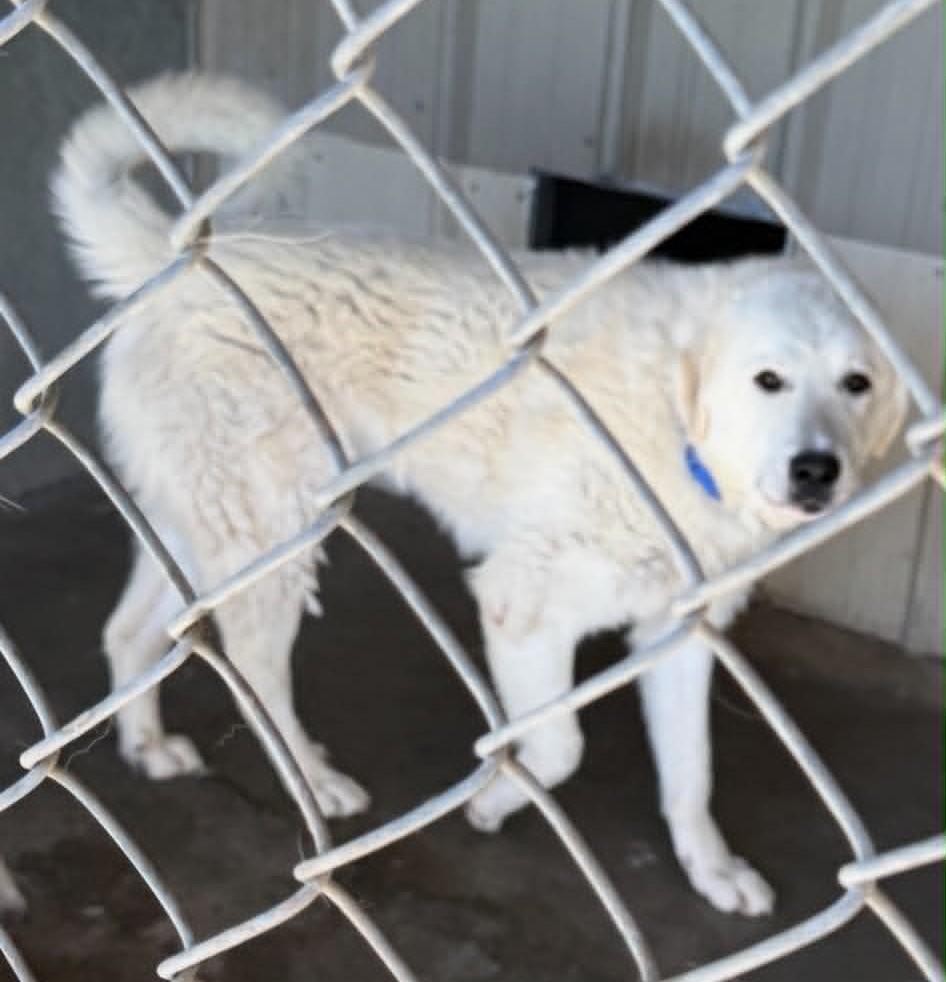 Enlarge Ghost, an adopted Great Pyrenees in Las Vegas, NV image 1/1