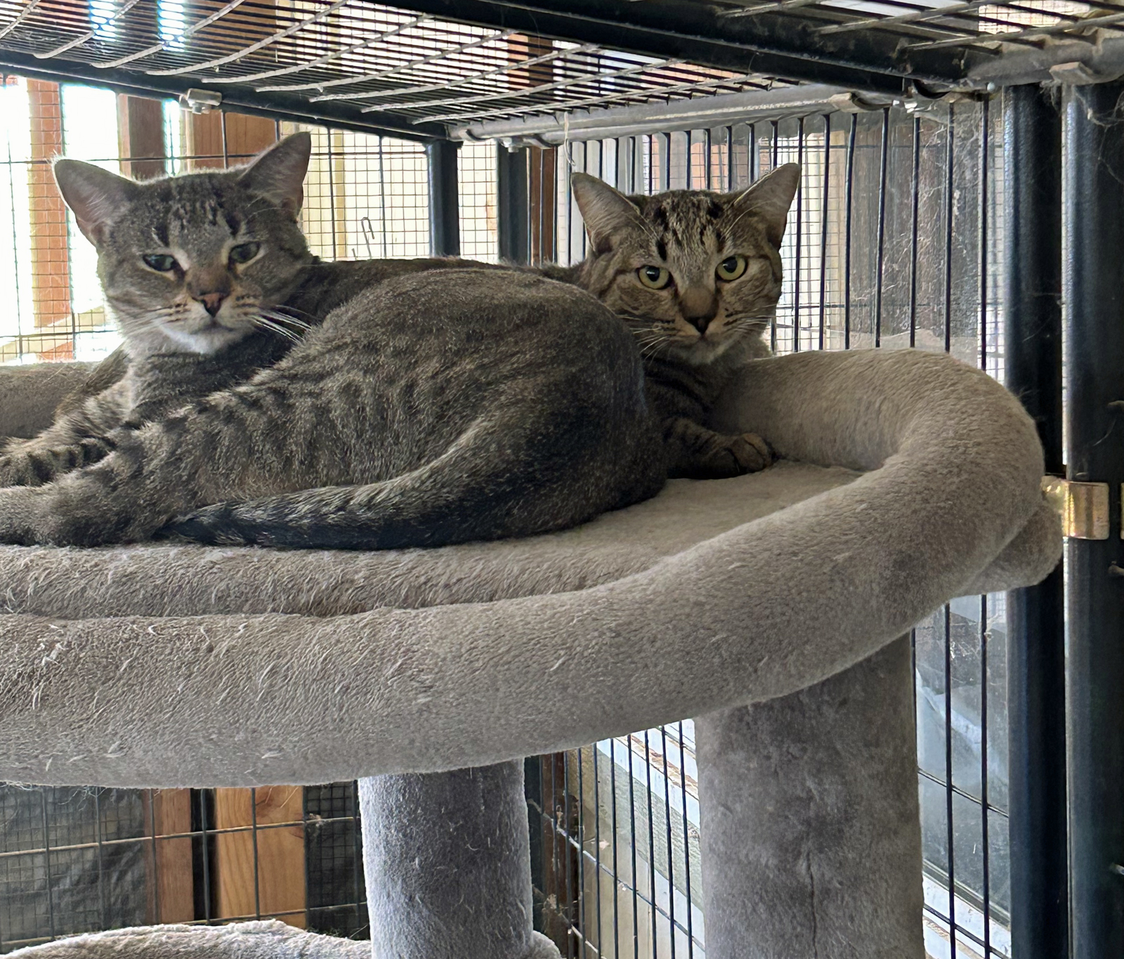 Annie (With Tabi), a Adoptable Domestic Short Hair in Marana, AZ image 4/4