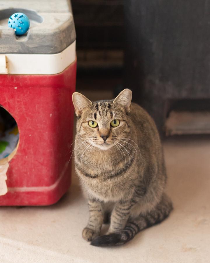 Annie (With Tabi), a Adoptable Domestic Short Hair in Marana, AZ image 1/4