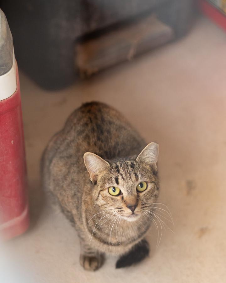 Annie (With Tabi), a Adoptable Domestic Short Hair in Marana, AZ image 3/4
