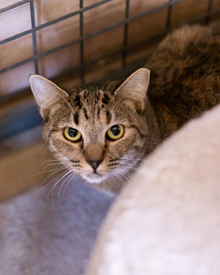 Annie (With Tabi), a Adoptable Domestic Short Hair in Marana, AZ image 2/4