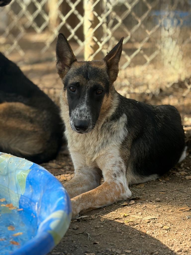Dory, Adoptable, Adult Female Australian Cattle Dog / Blue Heeler & German Shepherd Dog.