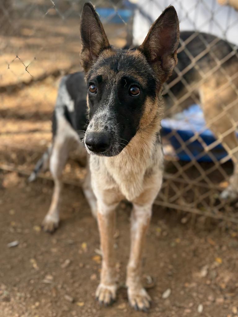 Enlarge Dory, a Adoptable mixed breed in Lockhart, TX image 2/3