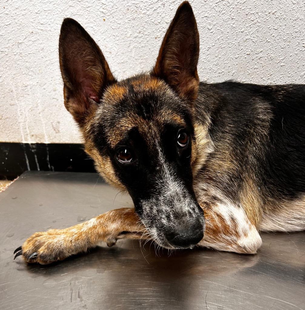 Enlarge Dory, a Adoptable mixed breed in Lockhart, TX image 3/3