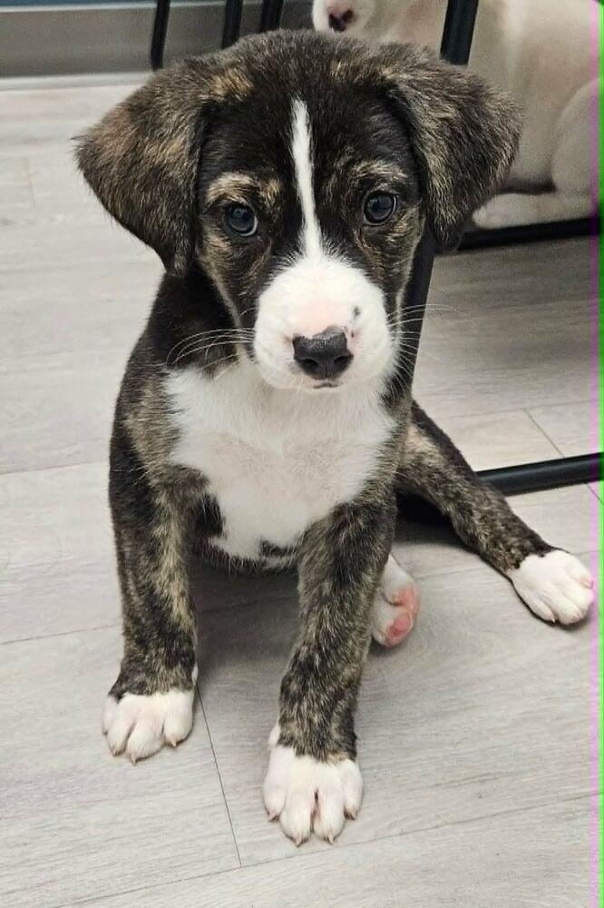 Jasmine, a Adoptable mixed breed in Youngsville, NC image 2/5