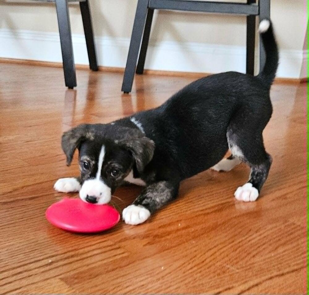 Jasmine, a Adoptable mixed breed in Youngsville, NC image 3/5