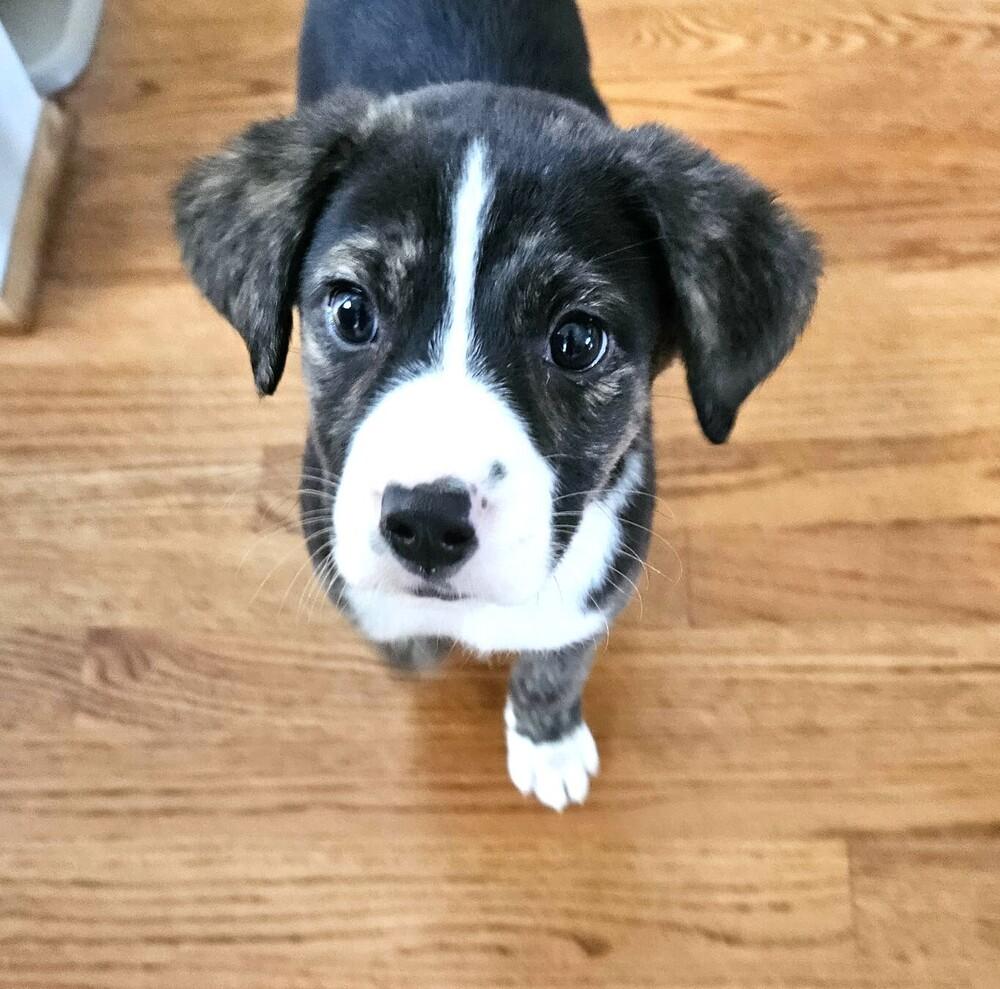 Jasmine, a Adoptable mixed breed in Youngsville, NC image 5/5