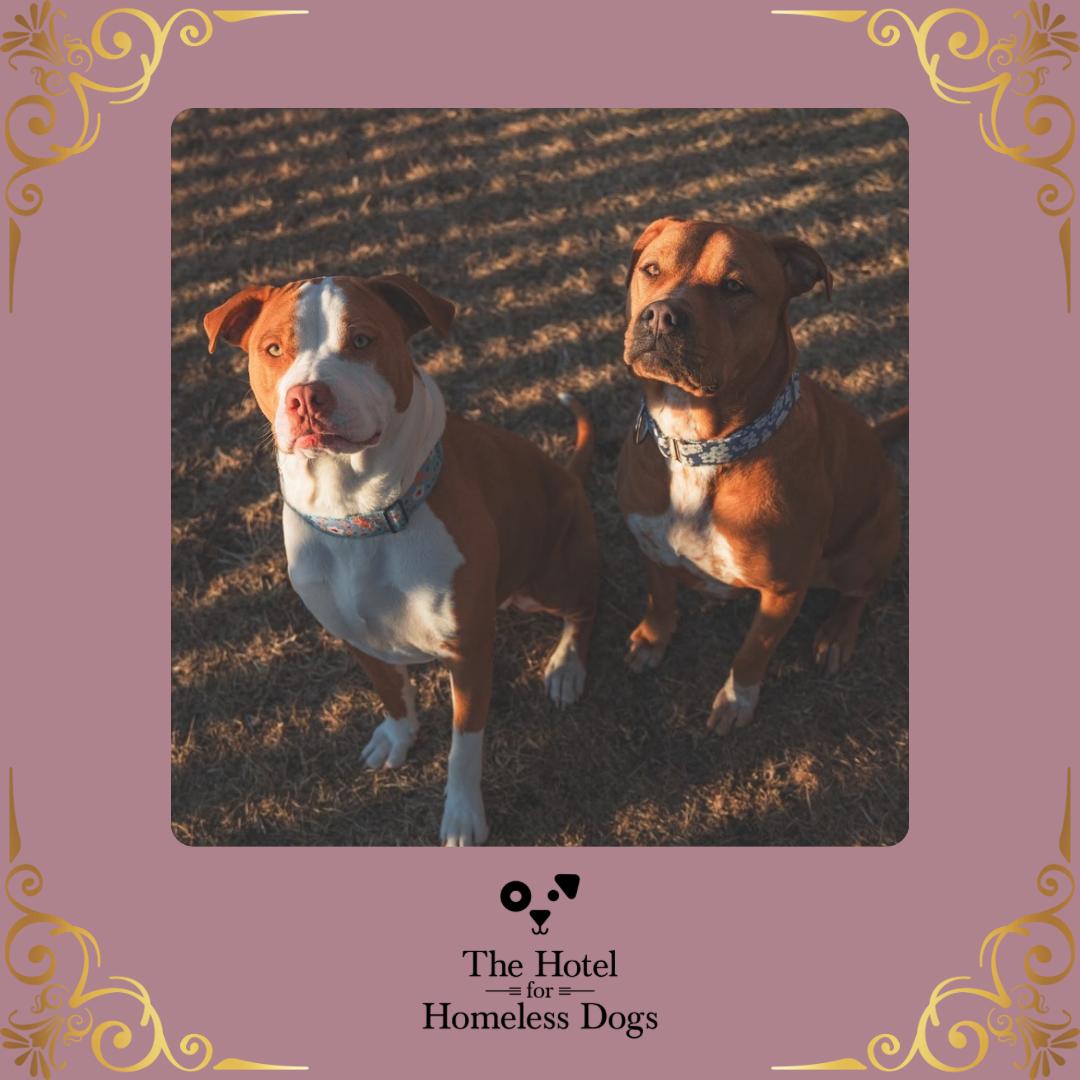 **Bonded Pair** Ginger & Peaches, an adoptable American Staffordshire Terrier, American Bully in Cumberland, RI, 02864 | Photo Image 1