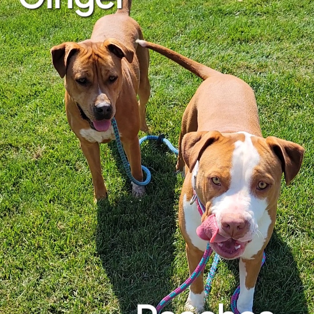 **Bonded Pair** Ginger & Peaches, an adoptable American Staffordshire Terrier, American Bully in Cumberland, RI, 02864 | Photo Image 4