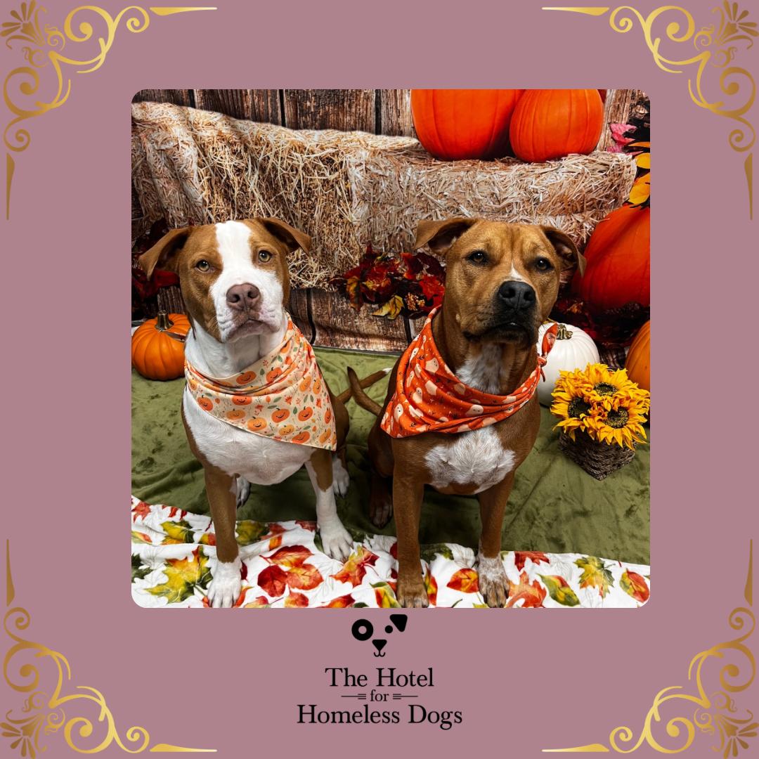 **Bonded Pair** Ginger & Peaches, an adoptable American Staffordshire Terrier, American Bully in Cumberland, RI, 02864 | Photo Image 1