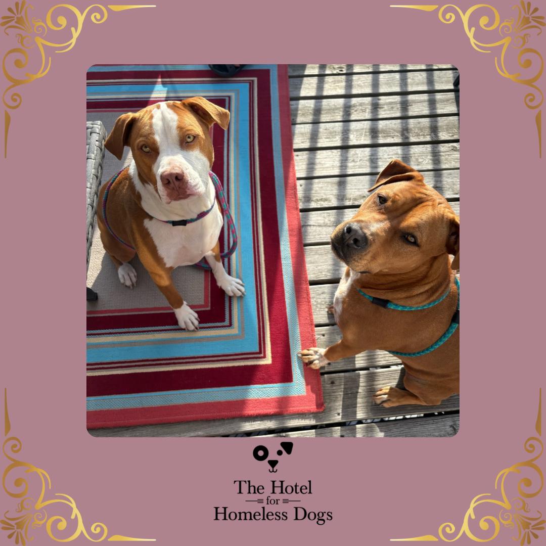 **Bonded Pair** Ginger & Peaches, an adoptable American Staffordshire Terrier, American Bully in Cumberland, RI, 02864 | Photo Image 1