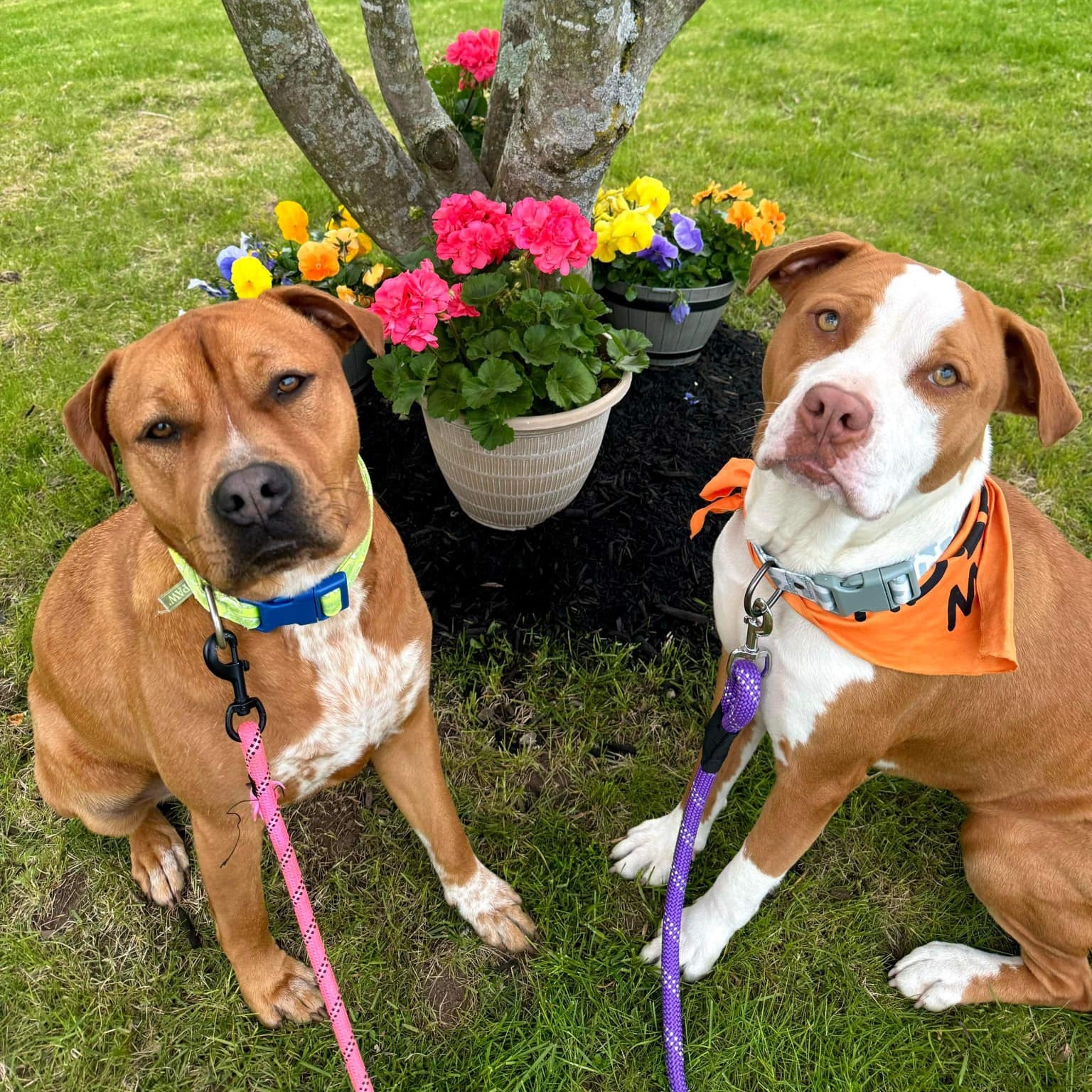 **Bonded Pair** Ginger & Peaches photo 3