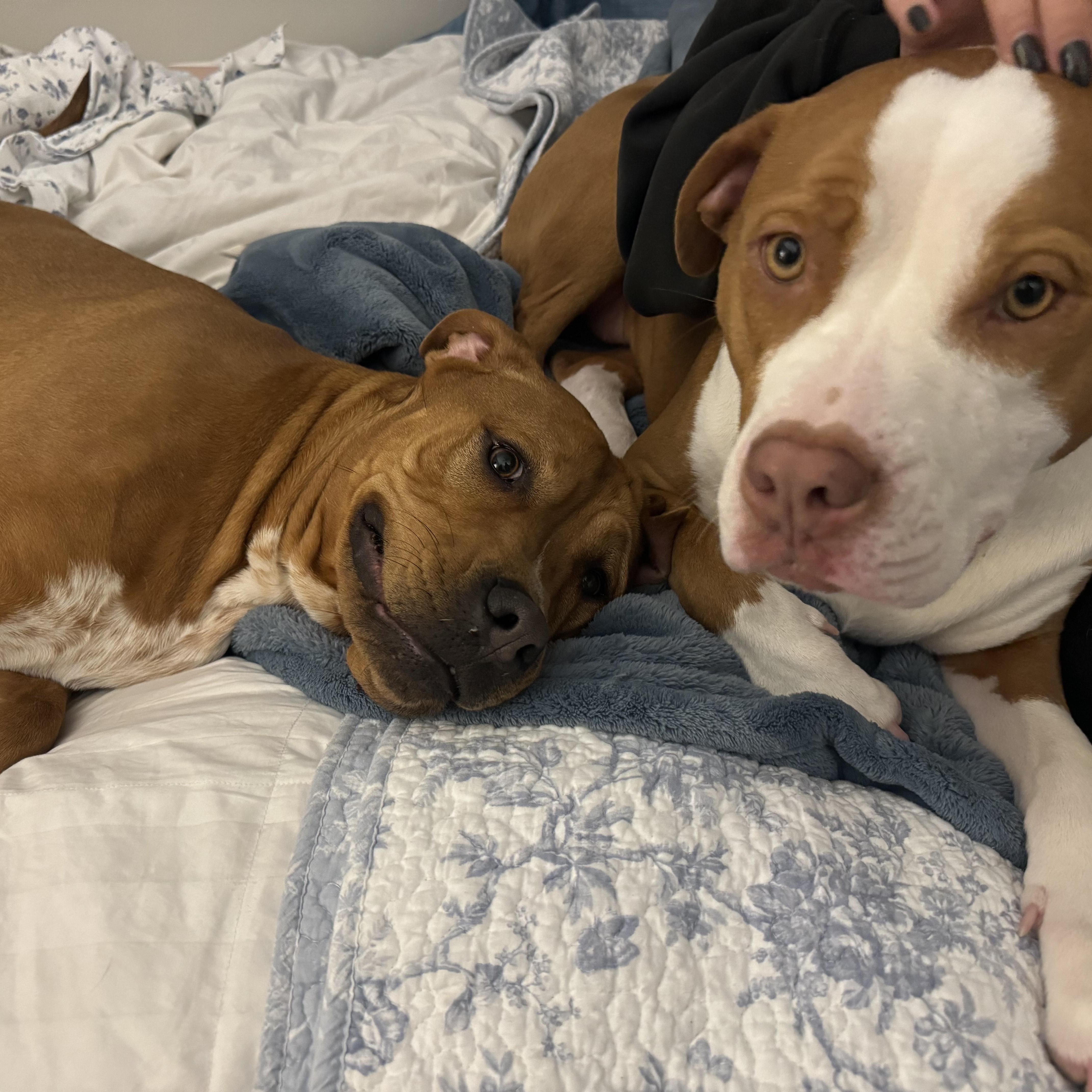 **Bonded Pair** Ginger & Peaches photo 6