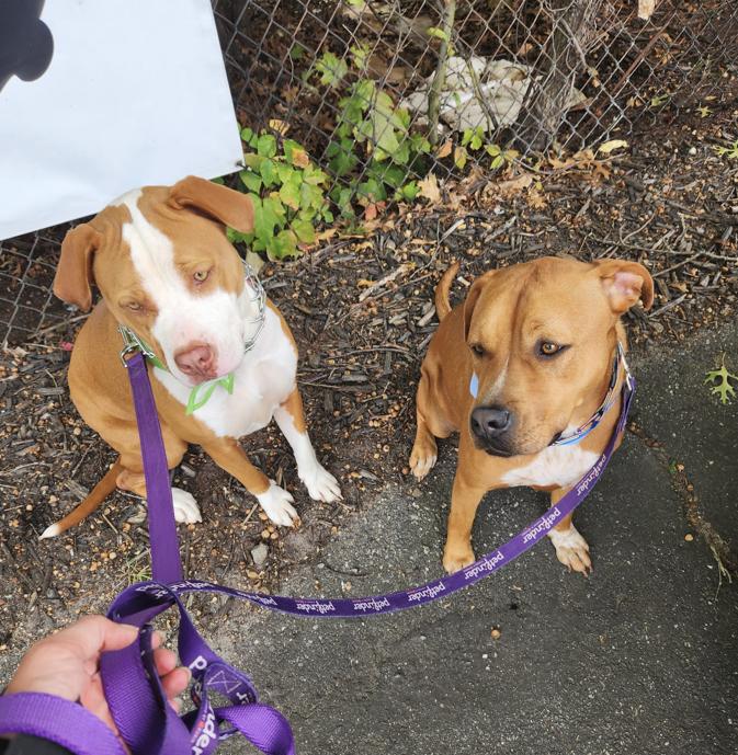 **Bonded Pair** Ginger & Peaches photo 2