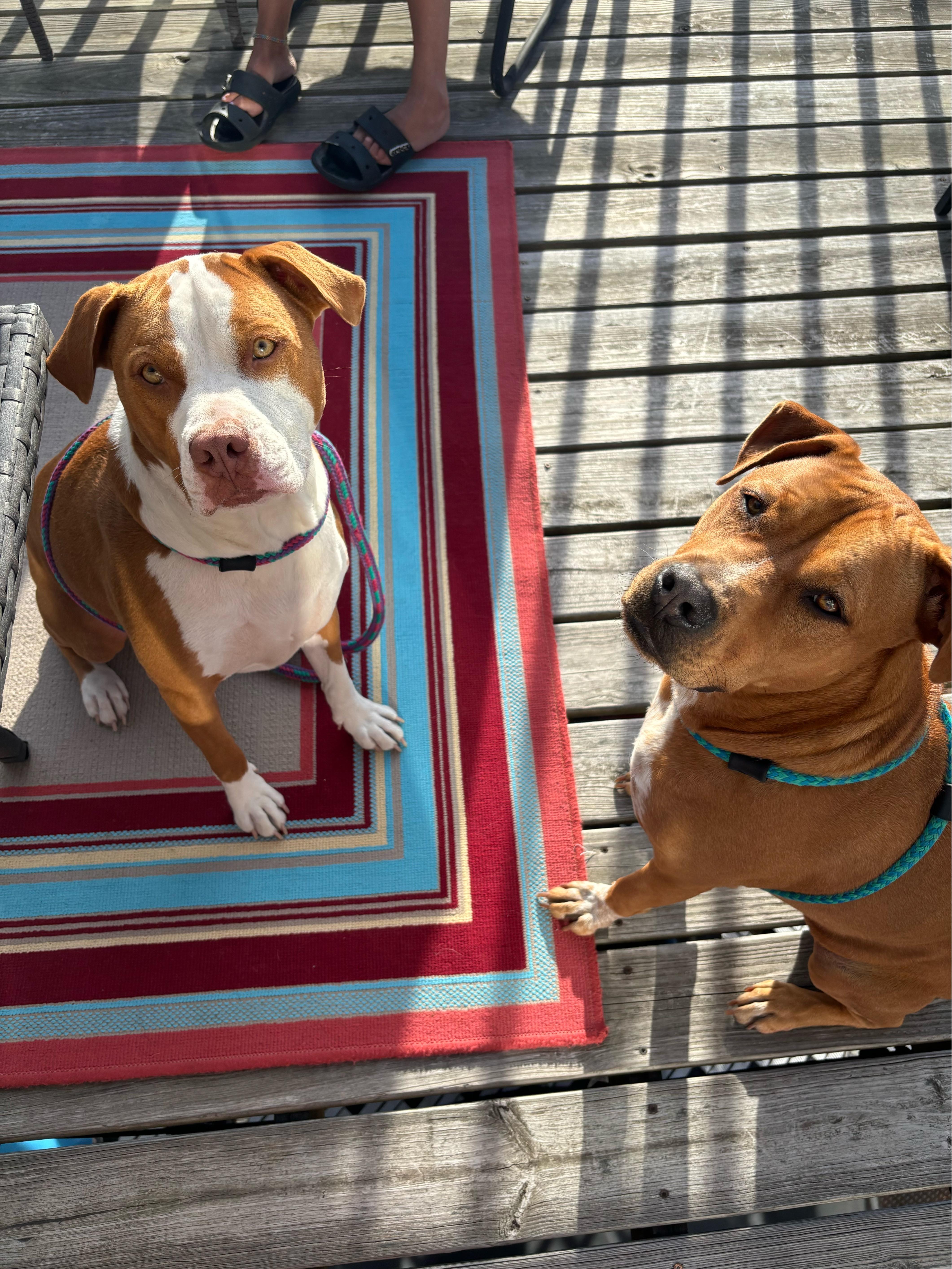 **Bonded Pair** Ginger & Peaches, an adoptable American Staffordshire Terrier, American Bully in Cumberland, RI, 02864 | Photo Image 3