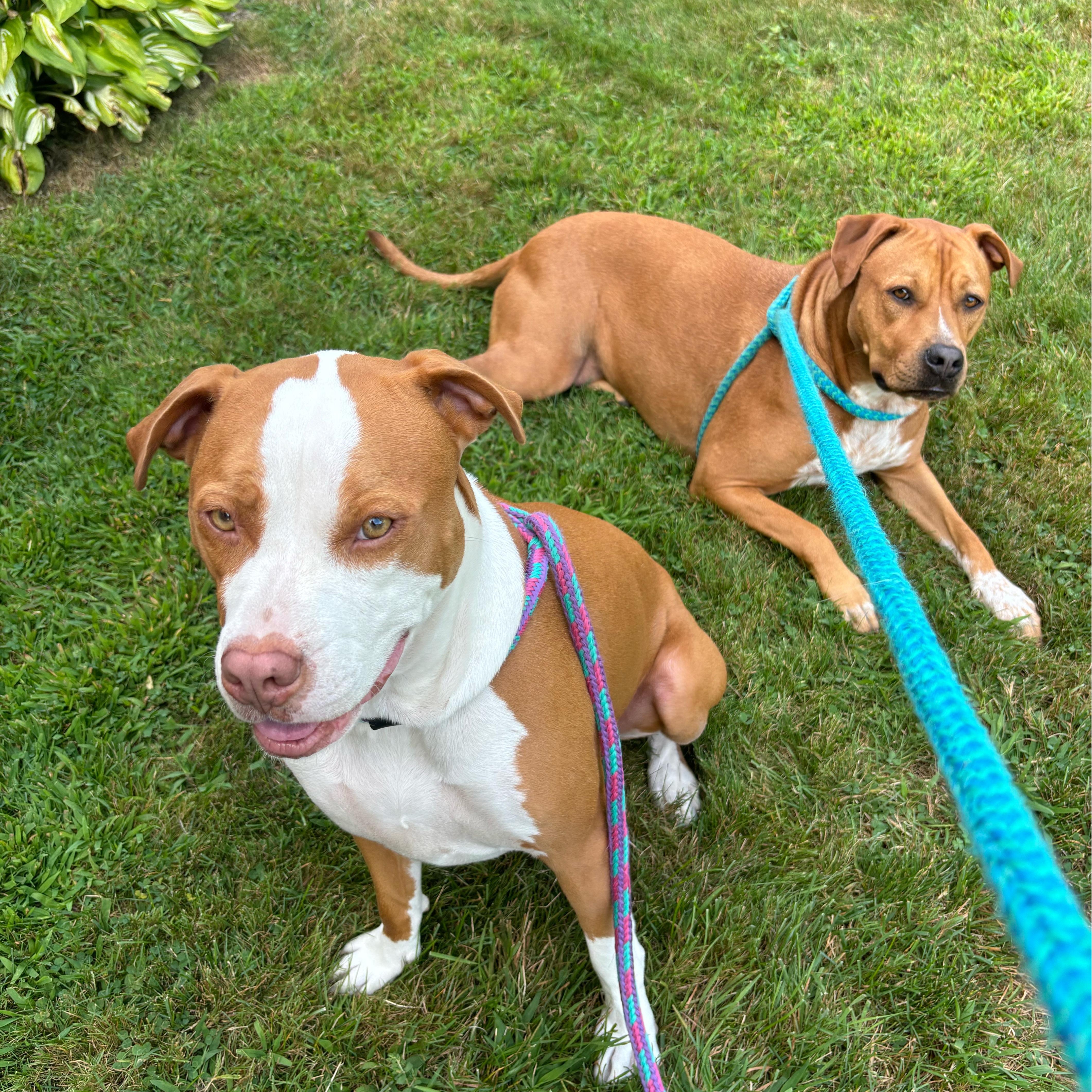 **Bonded Pair** Ginger & Peaches, an adoptable American Staffordshire Terrier, American Bully in Cumberland, RI, 02864 | Photo Image 5
