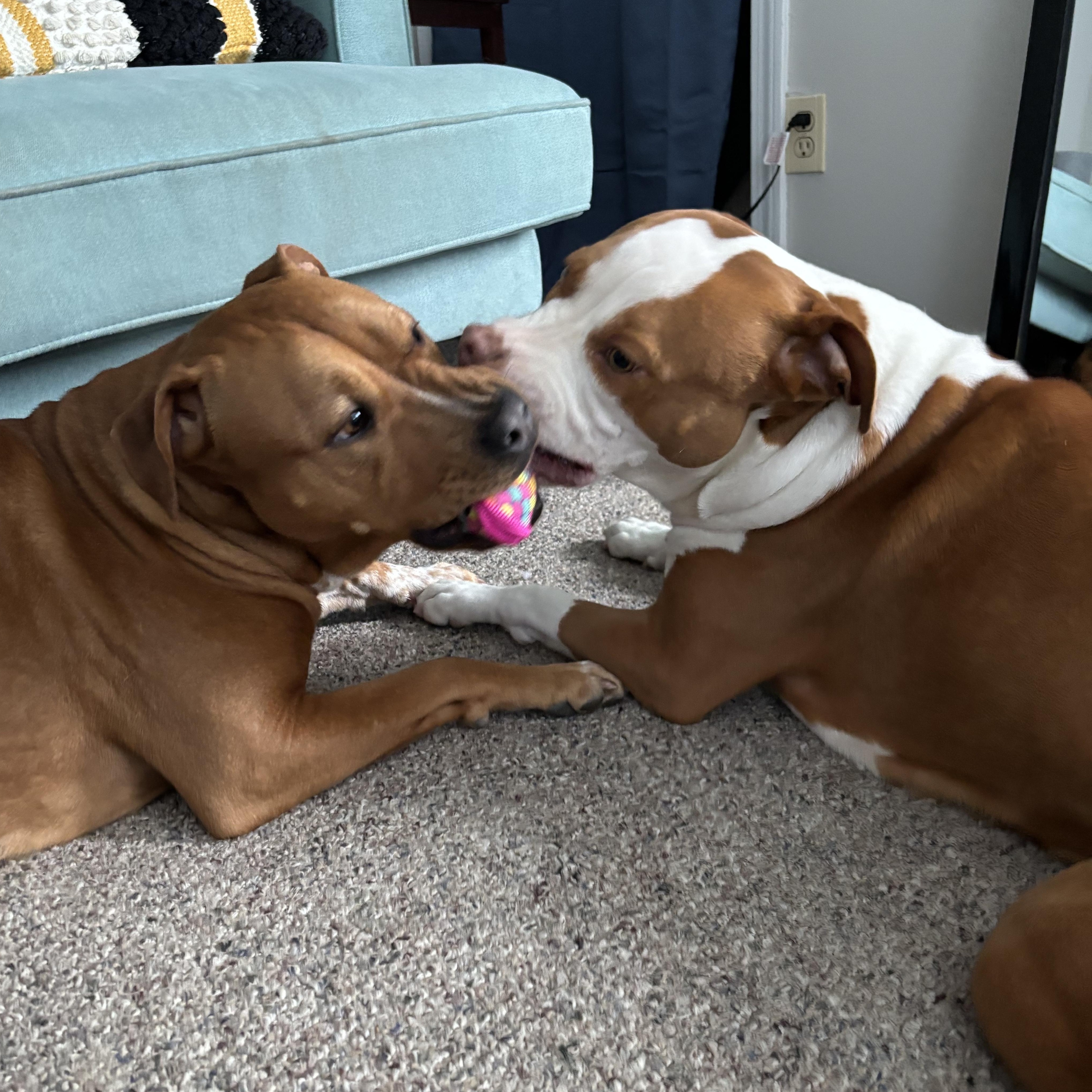 **Bonded Pair** Ginger & Peaches photo 5