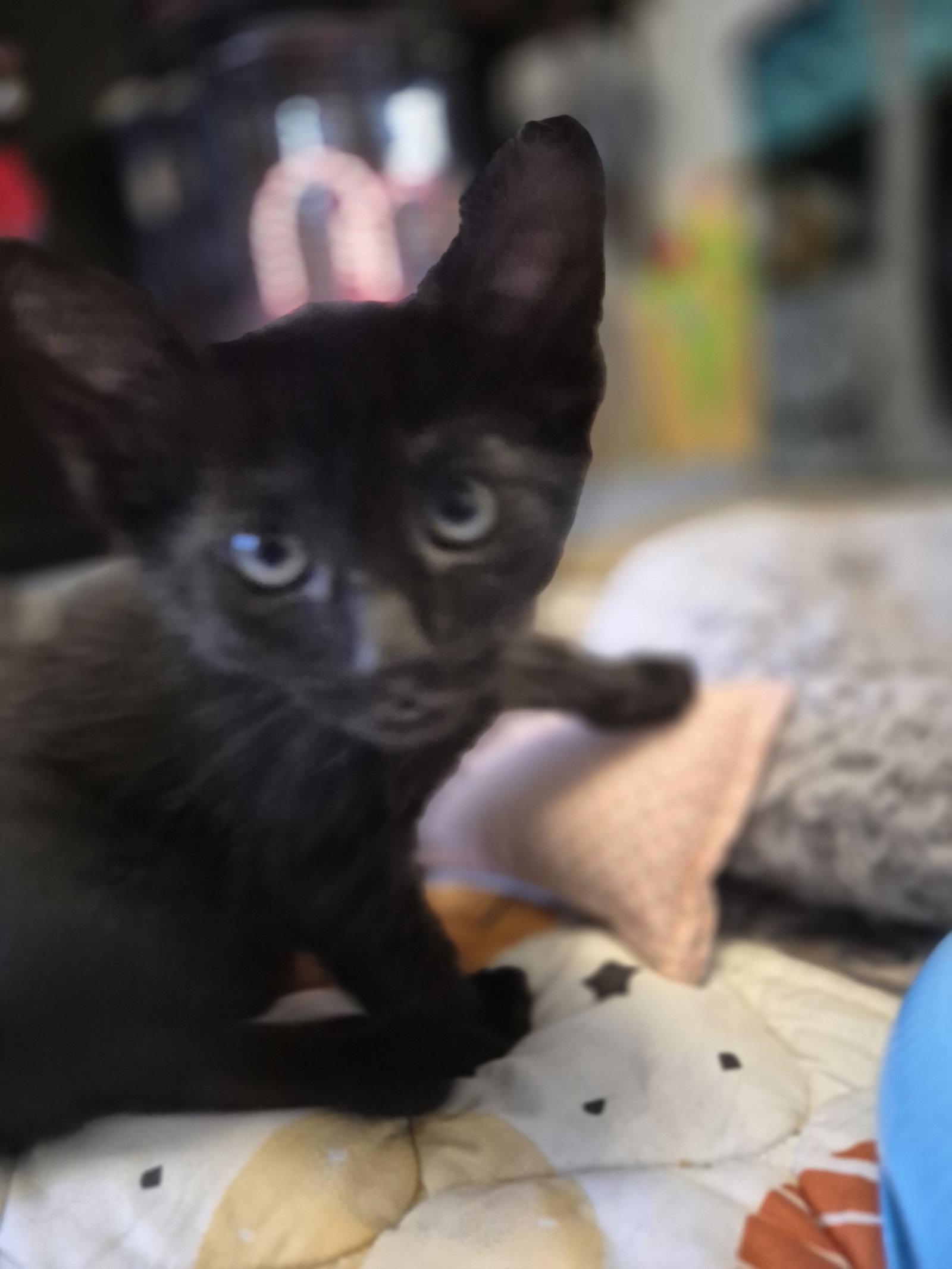 Tiger Woods (on Michael Jordan's profile), Adopted, Kitten Male Domestic Short Hair.