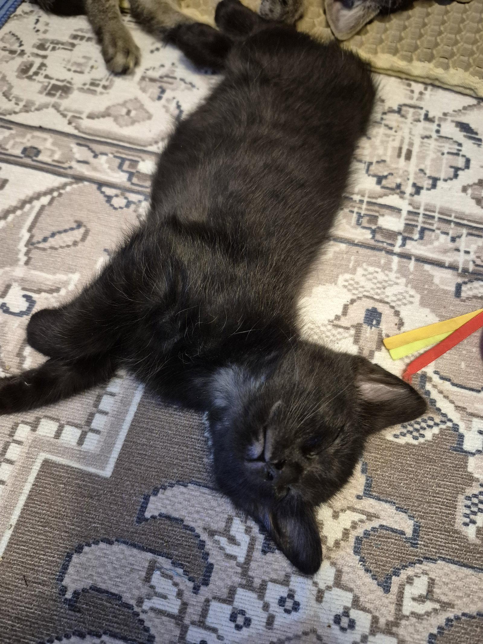 Tiger Woods (on Michael Jordan's profile), a Adopted Domestic Short Hair in Wheaton, IL image 2/3