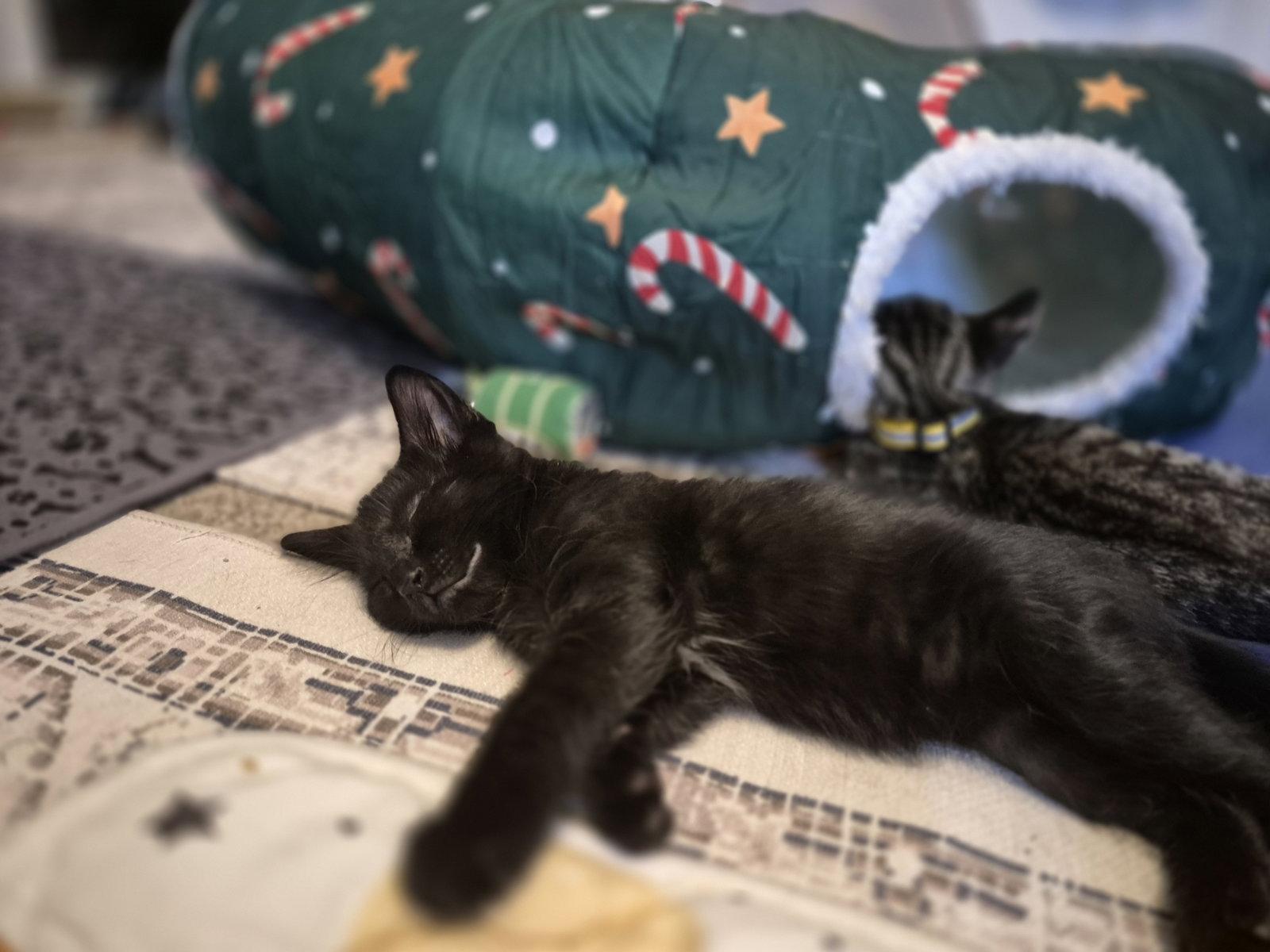 Tiger Woods (on Michael Jordan's profile), a Adopted Domestic Short Hair in Wheaton, IL image 3/3