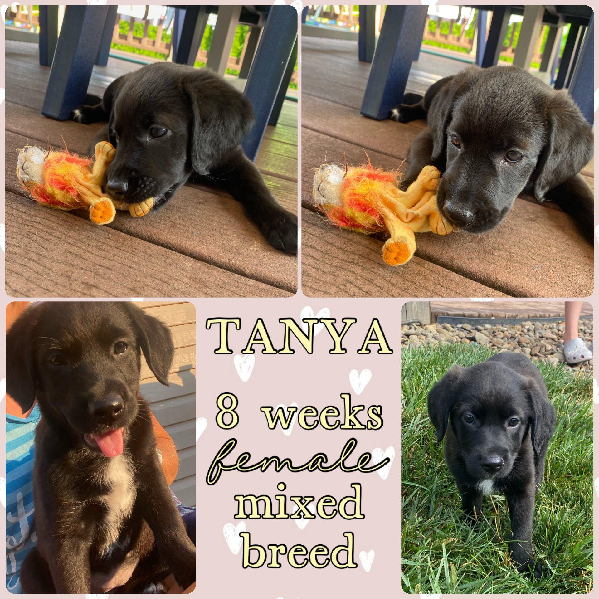Tanya