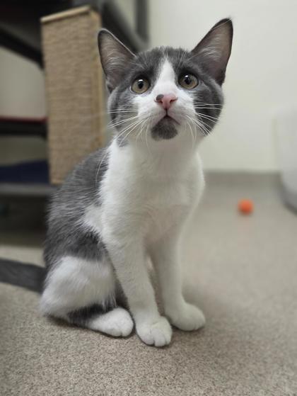 Wilma - Kitten cuteness!, ADOPTABLE, Kitten Female Domestic Short Hair.