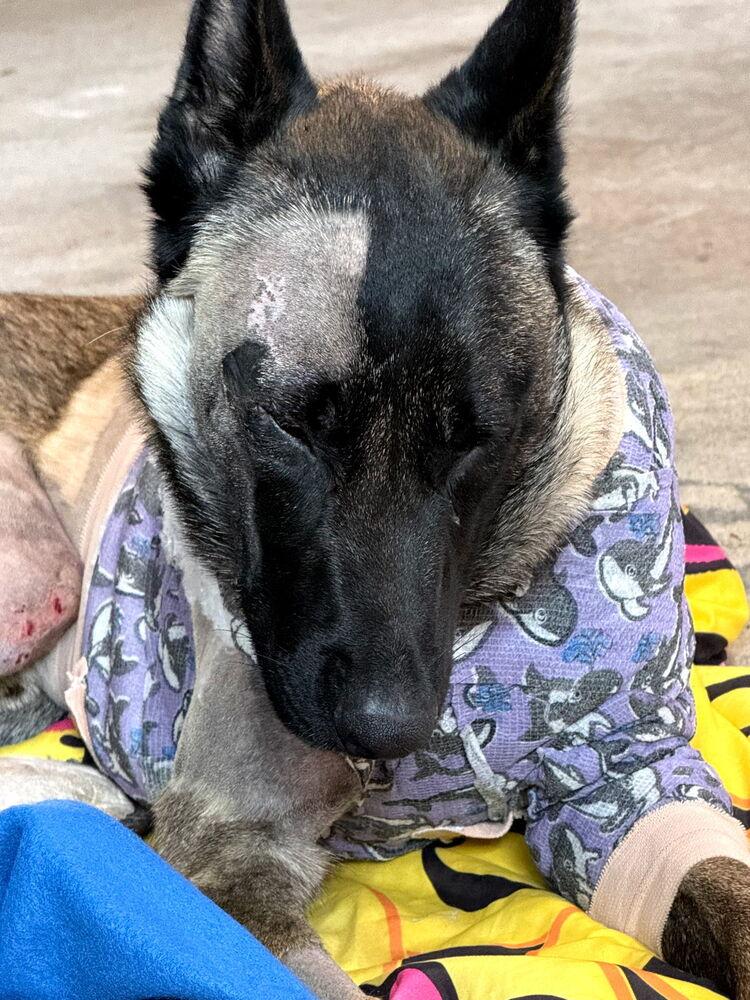 Beau - Located in MI