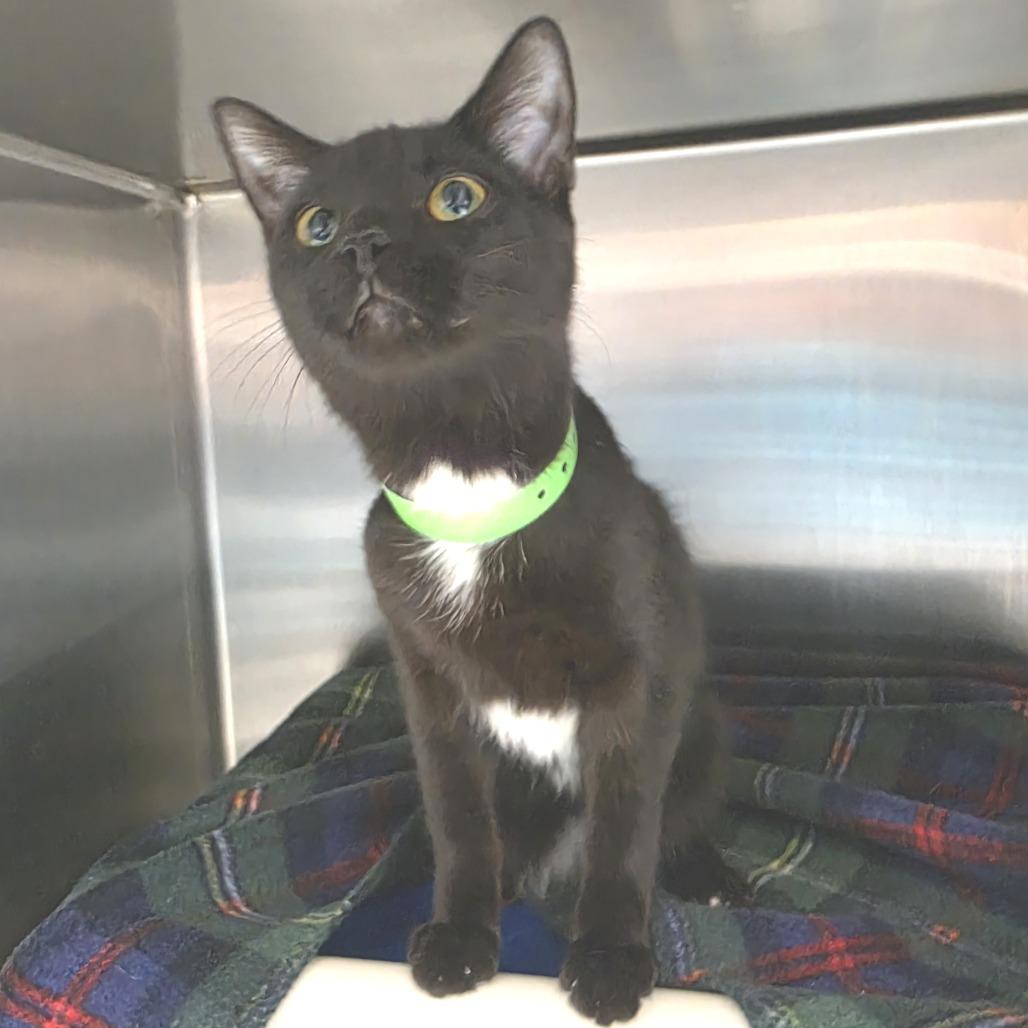 Carly, Adoptable, Young Female Domestic Short Hair.