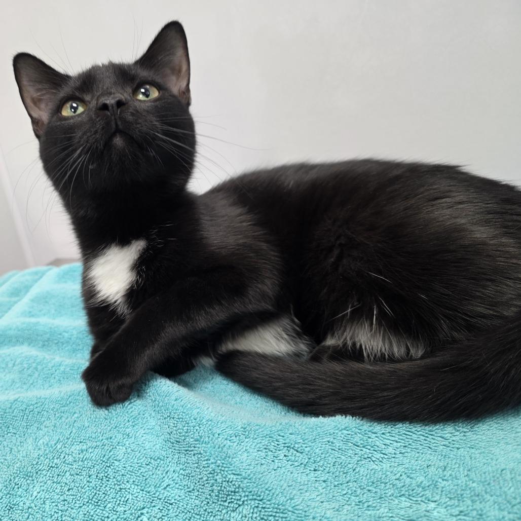 Enlarge Carly, a Adoptable Domestic Short Hair in Fort Wayne, IN image 2/4