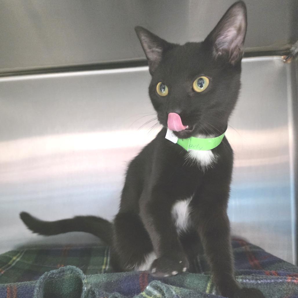 Enlarge Carly, a Adoptable Domestic Short Hair in Fort Wayne, IN image 3/4