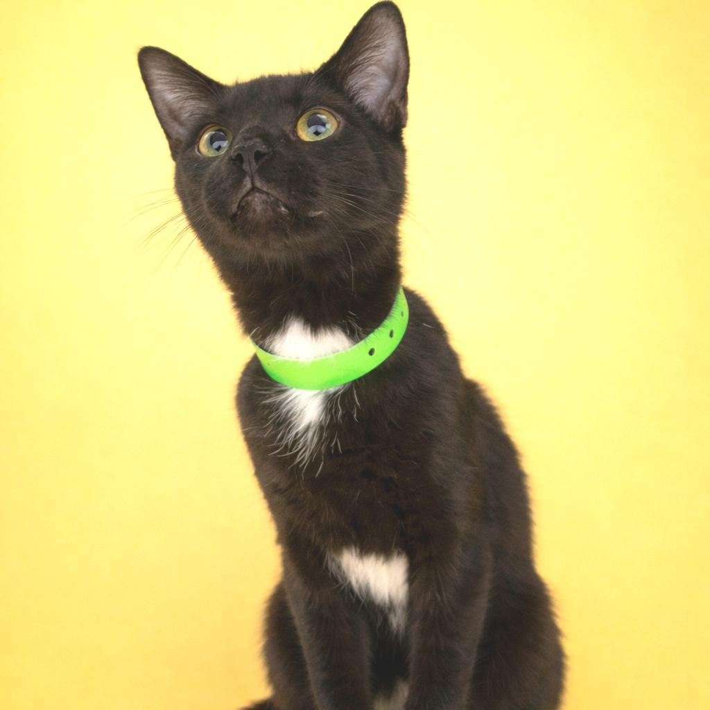 Enlarge Carly, a Adoptable Domestic Short Hair in Fort Wayne, IN image 4/4