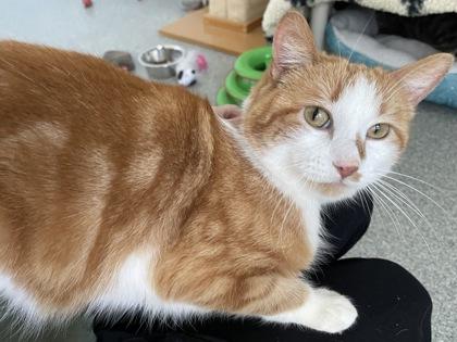 Stewie, Adoptable, Adult Male Domestic Short Hair & Domestic Short Hair.