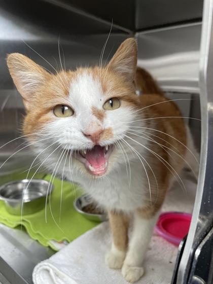 Enlarge Stewie, a Adoptable mixed breed in Madison, WI image 2/3