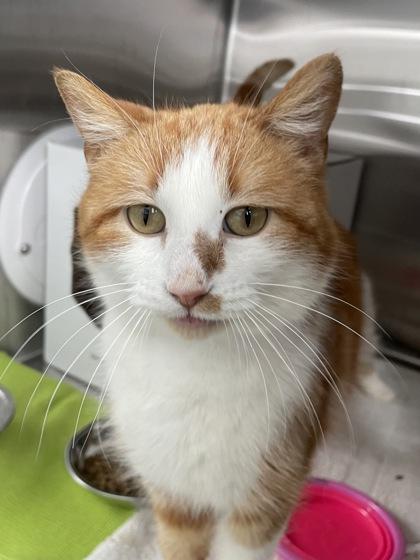 Enlarge Stewie, a Adoptable mixed breed in Madison, WI image 3/3